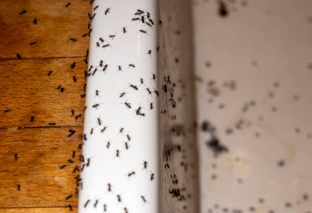 Best Bed Bug Extermination  in Sebastian, TX