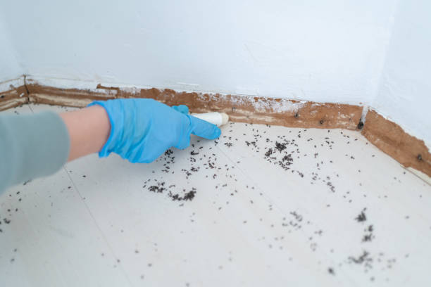 Best Ant Control Services  in Sebastian, TX